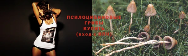 ГАЛЛЮЦИНОГЕННЫЕ ГРИБЫ Надым