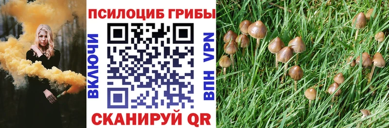 Псилоцибиновые грибы Psilocybe  Тайга 